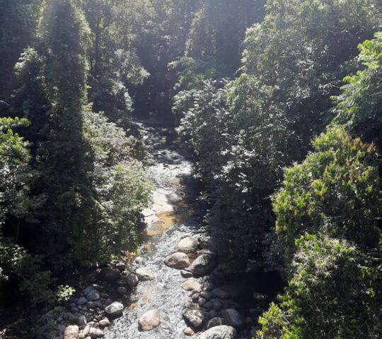 Tree Top Walk Sungai Sedim