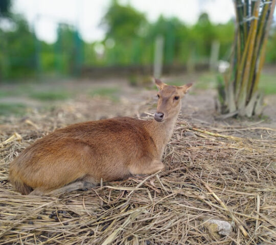 Ladang Rusa Kg.Dusun