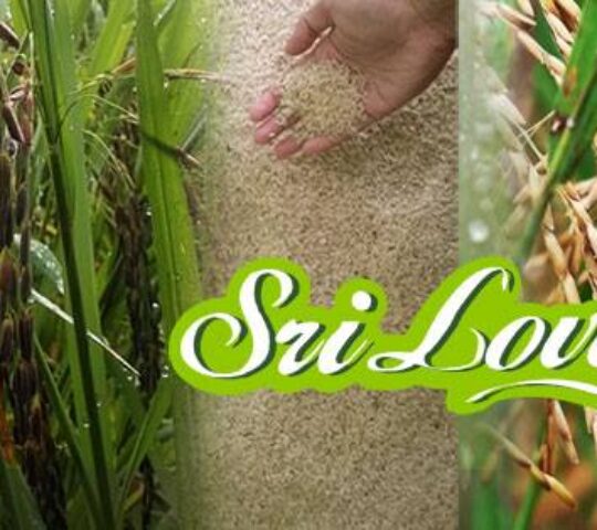 Sri Lovely – Lembah Organik Kampung Lintang