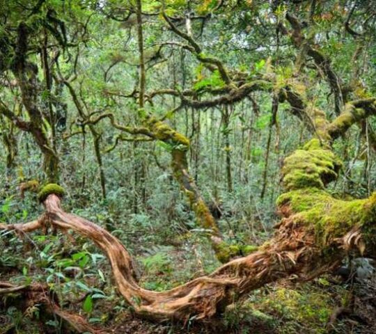 Mount Bintang