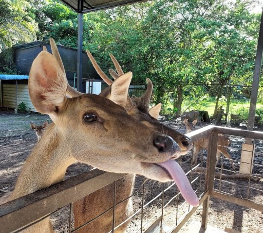 Batas Ubi Deer Farm