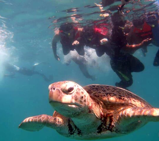 Sealife Travel & Tours