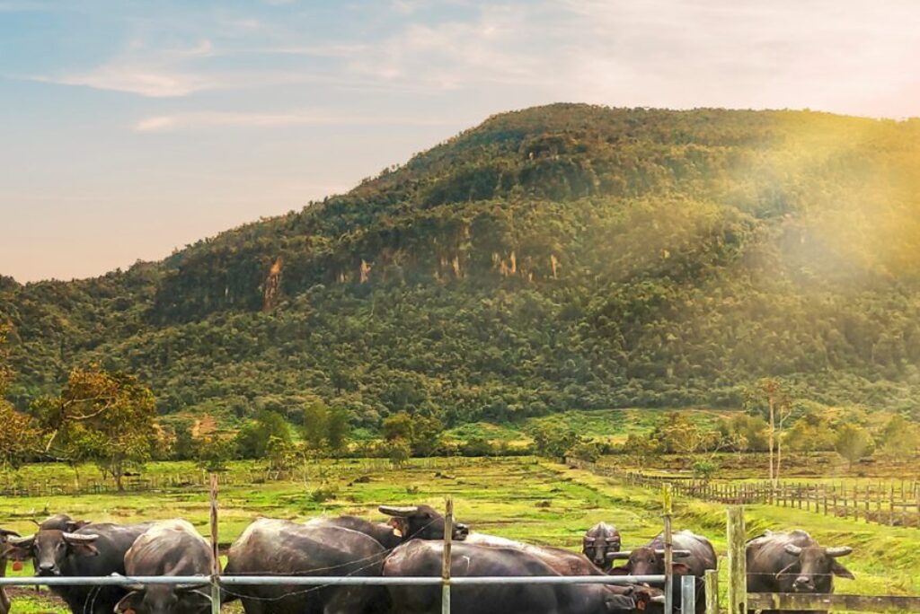 Meet the Local Livestock & Agriculture Heroes of Sik, Kedah