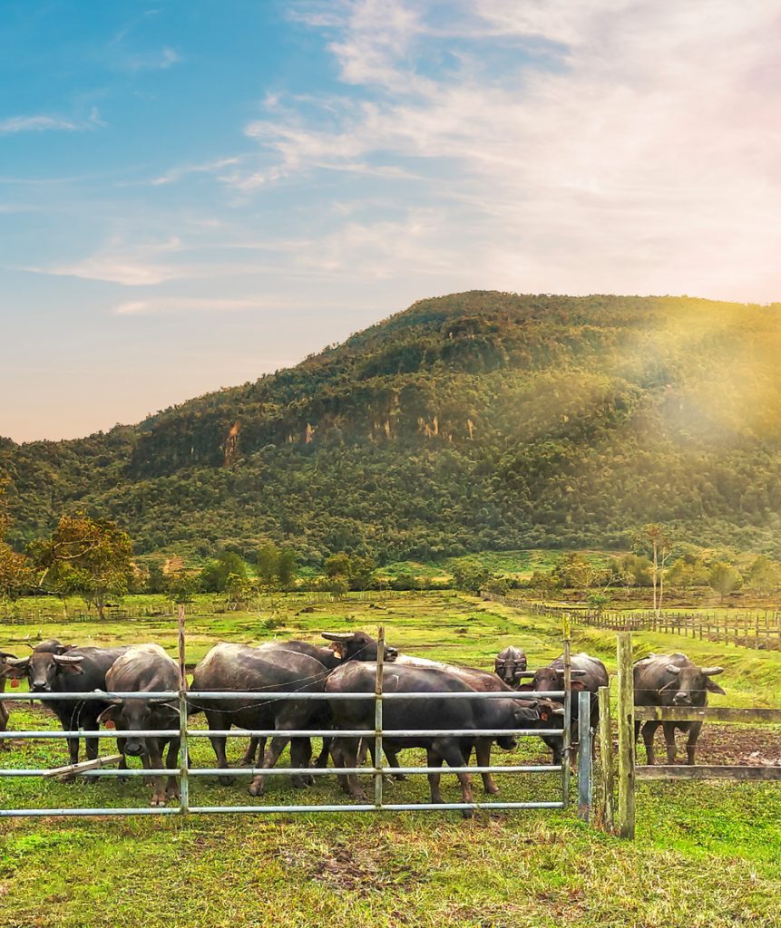 Meet the Local Livestock & Agriculture Heroes of Sik, Kedah