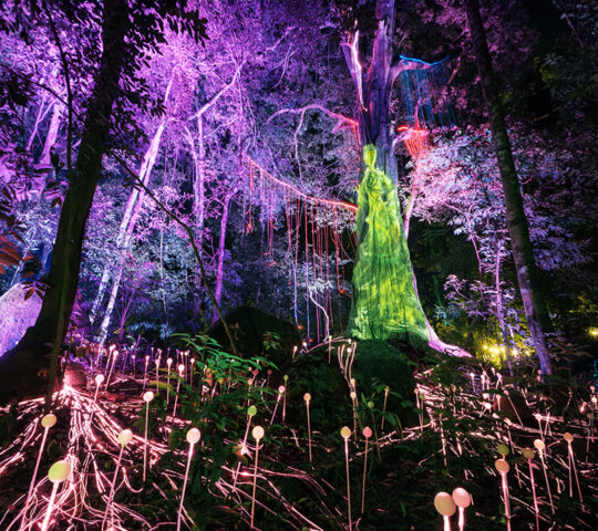 Dream Forest Langkawi